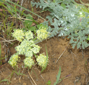 2010-03-29_25 -1 Hairy Hog Fennel Detail TN.jpg - 52780 Bytes